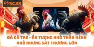 Đá Gà Tre - Ấn Tượng Nhờ Thân Hình Nhỏ Nhưng Sát Thương Lớn